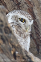 Kuvik škvrnitý - Athene brama - Spotted Owled
