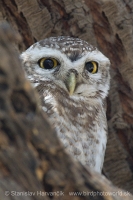 Kuvik škvrnitý - Athene brama - Spotted Owled