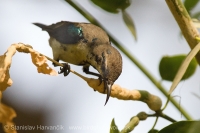 Nektárovka ligotavá - Cinnyris asiaticus - Purple Sunbird