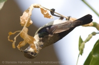 Nektárovka ligotavá - Cinnyris asiaticus - Purple Sunbird