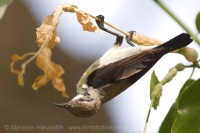 Nektárovka ligotavá - Cinnyris asiaticus - Purple Sunbird