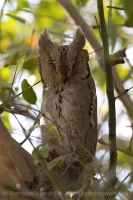 Výrik bledý - Otus brucei - Pallid Scops Owl