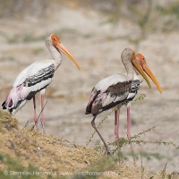 Myktéria lysohlavá - Mycteria leucocephala - Painted Stork