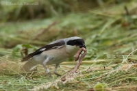Strakoš kolesár - Lesser Grey Shrike