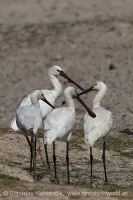 Lyžičiar biely - Platalea leucorodia - Eurasian Spoonbill