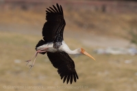 Myktéria lysohlavá - Mycteria leucocephala - Painted Stork
