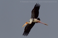 Myktéria lysohlavá - Mycteria leucocephala - Painted Stork