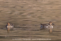Kačica ostrochvostá - Anas acuta - Northern Pintail