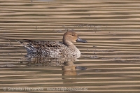 Kačica ostrochvostá - Anas acuta - Northern Pintail