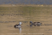 Kačôčka bielohlavá - Nettapus coromandelianus - Cotton Pygmy-goose