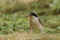 Strakoš kolesár - Lesser Grey Shrike