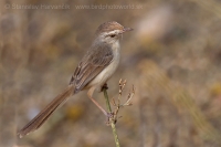 Prinia plavá - Prinia inornata - Plain Prinia