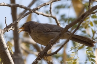 Timáliovec džungľový - Turdoides striata - Jungle Babbler