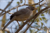 Timáliovec džungľový - Turdoides striata - Jungle Babbler
