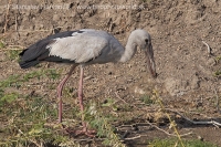 Škározobec driemavý - Anastomus oscitans - Asian Openbill