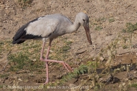 Škározobec driemavý - Anastomus oscitans - Asian Openbill