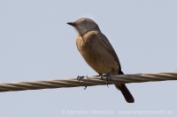 Skaliarik hnedý - Cercomela fusca - Brown Rock Chat