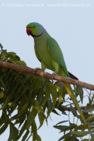 Alexander malý - Psittacula krameri - Rose-ringed Parakeet