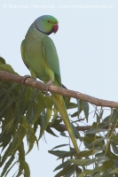 Alexander malý - Psittacula krameri - Rose-ringed Parakeet