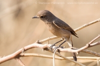 Skaliarik hnedý - Cercomela fusca - Brown Rock Chat