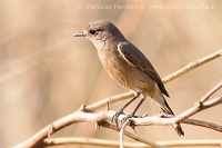 Skaliarik hnedý - Cercomela fusca - Brown Rock Chat