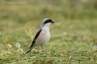 Strakoš kolesár - Lesser Grey Shrike