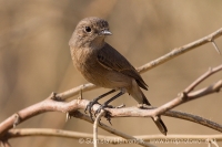 Skaliarik hnedý - Cercomela fusca - Brown Rock Chat