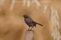 Šáma krovinová - Saxicoloides fulicatus -Indian Robin