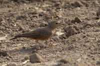 Škovránok hrdzavý - Ammomanes phoenicura - Rufous-tailed Lark