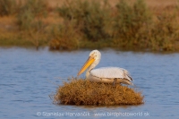 Pelikán kučeravý - Pelecanus crispus - Dalmatian Pelican