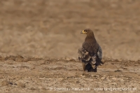 Orol stepný - Aquila nipalensis - Steppe Eagle