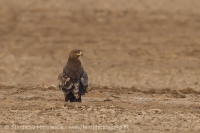 Orol stepný - Aquila nipalensis - Steppe Eagle