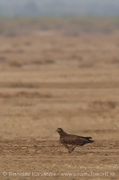 Orol stepný - Aquila nipalensis - Steppe Eagle