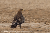Orol stepný - Aquila nipalensis - Steppe Eagle