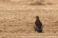 Orol stepný - Aquila nipalensis - Steppe Eagle