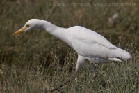 Hltavka chochlatá - Bubulcus ibis - Cattle Egret