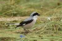 Strakoš kolesár - Lesser Grey Shrike