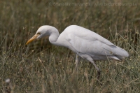 Hltavka chochlatá - Bubulcus ibis - Cattle Egret
