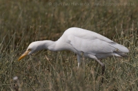 Hltavka chochlatá - Bubulcus ibis - Cattle Egret