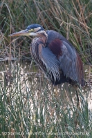 Volavka purpurová - Ardea purpurea - Purple Heron