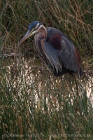 Volavka purpurová - Ardea purpurea - Purple Heron