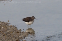 Kalužiak perlavý - Tringa ochropus - Green Sandpiper