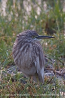 Čaplička ryžová - Ardeola grayii - Chinese Pond Heron