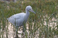 Hltavka chochlatá - Bubulcus ibis - Cattle Egret