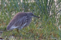 Čaplička ryžová - Ardeola grayii - Chinese Pond Heron