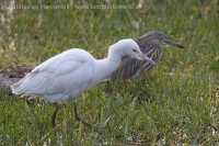 Hltavka chochlatá - Bubulcus ibis - Cattle Egret
