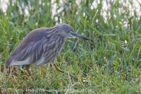 Čaplička ryžová - Ardeola grayii - Chinese Pond Heron