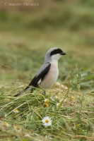 Strakoš kolesár - Lesser Grey Shrike