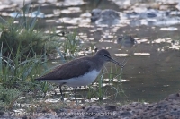Kalužiak perlavý - Tringa ochropus - Green Sandpiper