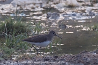 Kalužiak perlavý - Tringa ochropus - Green Sandpiper
